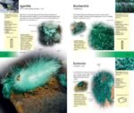 The Firefly Guide to Minerals, Rocks and Gems - Image 8