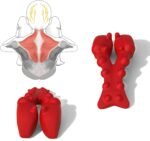 Trapezius Massager, Neck, Shoulder & Upper Back Pain Relief Manual Massager – Trigger Point Tool for Trapezius Tightness, Tension Headaches, Tech-Neck, and Suboccipital Release - Image 2